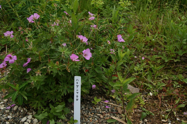 植物園6日目150620- (8).JPG