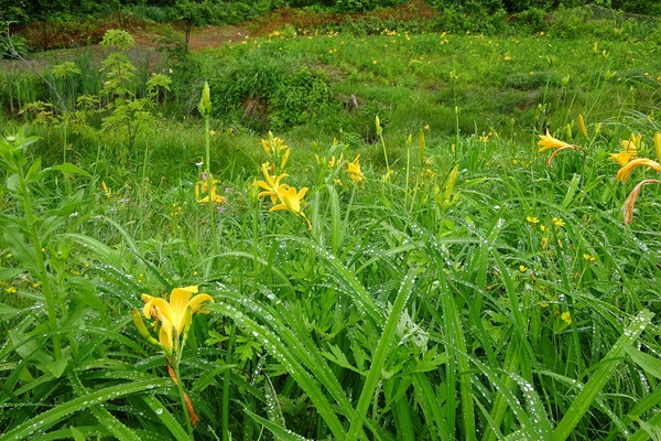 植物園20160530 (7).jpg