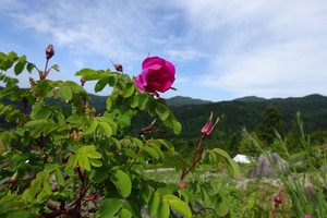 タカネバラ20170611 (27).JPG